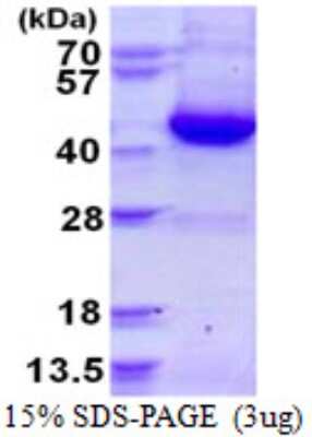 SDS-Page: Recombinant Human GNAI3 Protein [NBP1-99039] - 15% SDS-PAGE (3ug)