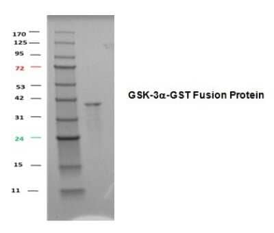 SDS-Page: Recombinant Human GSK-3 alpha Protein [NBP1-99200]