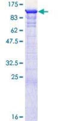 SDS-Page: Recombinant Human GSPT1 Protein [H00002935-P02] - 12.5% SDS-PAGE Stained with Coomassie Blue.