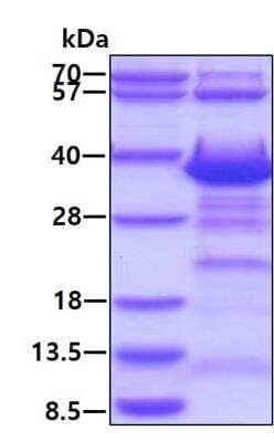 SDS-Page: Recombinant Human GTF2A1 Protein [NBP2-23074] - 3ug by SDS-PAGE under reducing condition and visualized by coomassie blue stain