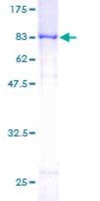 SDS-Page: Recombinant Human Galectin-3BP/MAC-2BP/LGALS3BP Protein [H00003959-P01] - 12.5% SDS-PAGE Stained with Coomassie Blue.