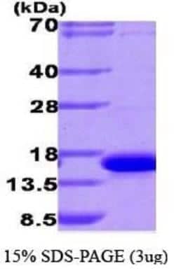 SDS-Page: Recombinant Human Galectin-9 Protein [NBP1-40399] - Galectin-9, 18.5kDa (168aa), confirmed by MALDI-TOF with a purity of 90% by SDS - PAGE