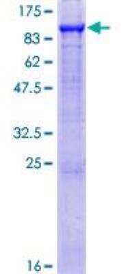 SDS-Page: Recombinant Human Gas6 Protein [H00002621-P01] - 12.5% SDS-PAGE Stained with Coomassie Blue.
