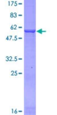 SDS-Page: Recombinant Human Glutamate Dehydrogenase 2/GLUD2 Protein [H00002747-P02] - 12.5% SDS-PAGE Stained with Coomassie Blue.