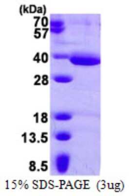 SDS-Page: Recombinant Human HAAO Protein [NBP1-98968] - 15% SDS-PAGE (3ug)