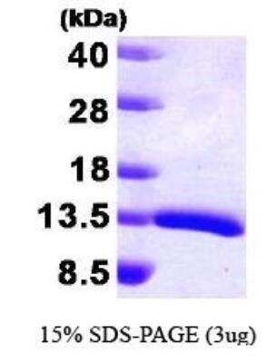 SDS-Page: Recombinant Human HDGF Protein [NBP1-30260] -  HDGF, 11.5 kDa (100aa), confirmed by MALDI-TOF with a purity of 95% by SDS - PAGE