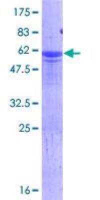 SDS-Page: Recombinant Human HES6 Protein [H00055502-P01] - 12.5% SDS-PAGE Stained with Coomassie Blue.