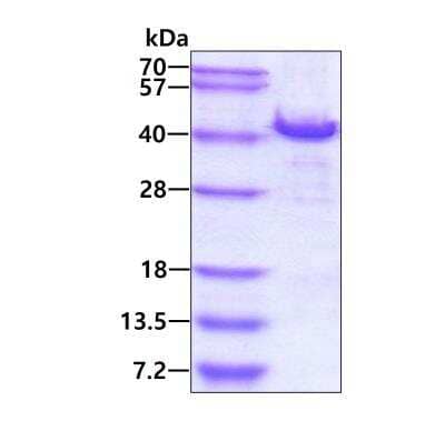 SDS-Page: Recombinant Human HHEX His Protein [NBP2-23108] - 3ug by SDS-PAGE under reducing condition and visualized by coomassie blue stain.