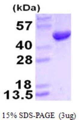 SDS-Page: Recombinant Human HMBS Protein [NBP1-99086] - 3ug by SDS-PAGE under reducing condition and visualized by coomassie blue stain