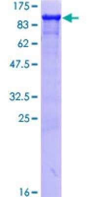 Recombinant Human HSP90 beta Protein [H00003326-P01] - 12.5% SDS-PAGE Stained with Coomassie Blue.