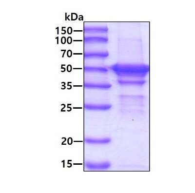SDS-Page: Recombinant Human Hexosaminidase A/HEXA Protein [NBP2-23121] - 3ug by SDS-PAGE under reducing condition and visualized by coomassie blue stain.