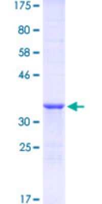 SDS-Page: Recombinant Human Hey L Protein [H00026508-Q03] - 12.5% SDS-PAGE Stained with Coomassie Blue.