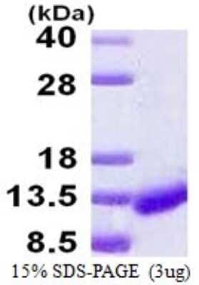 SDS-PAGE Recombinant Human ICEBERG His Protein