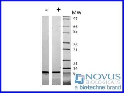 SDS-Page: Recombinant Human IGF-II Animal-Free Protein [NBP2-76228] - 1 ug in each lane (-) non-reducing conditions and (+) reducing conditions in a 4-20% Tris-Glycine gel.