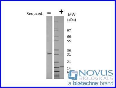 SDS-Page: Recombinant Human IL-17F Animal-Free Protein [NBP2-76215] - 1 ug in each lane (-) non-reducing conditions and (+) reducing conditions in a 4-20% Tris-Glycine gel.