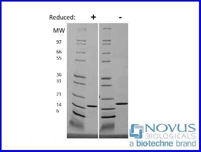 SDS-Page: Recombinant Human IL-19 Animal-Free Protein [NBP2-76202] - 1 ug in each lane (-) non-reducing conditions and (+) reducing conditions in a 4-20% Tris-Glycine gel.