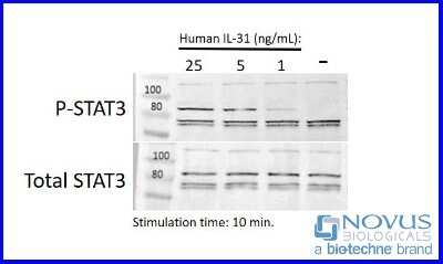 Bioactivity: Recombinant Human IL-31 Animal-Free Protein [NBP2-76195] - IL-31 induced activation of STAT3 in U-87MG cells.
