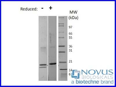 SDS-Page: Recombinant Human IL-32 alpha Protein [NBP2-76216] - 1 ug in each lane (-) non-reducing conditions and (+) reducing conditions in a 4-20% Tris-Glycine gel.