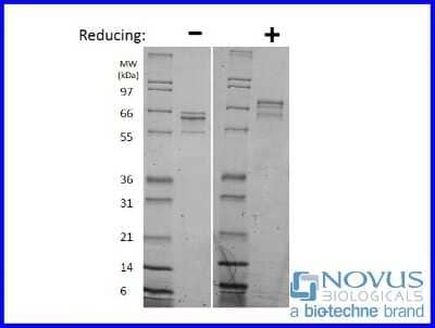 SDS-Page: Recombinant Human IL-35 Protein [NBP2-76231] - 1 ug in each lane (-) non-reducing conditions and (+) reducing conditions in a 4-20% Tris-Glycine gel.