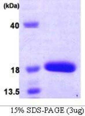 SDS-Page: Recombinant Human, SF20/MYDGF His Protein [NBC1-22603] - Recombinant Human SF20/MYDGF [NBC1-22603]