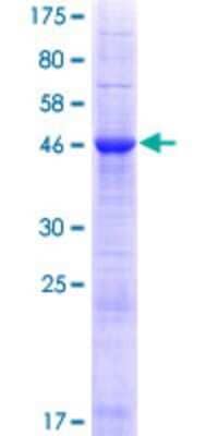 SDS-PAGE Recombinant Human INF2 GST (N-Term) Protein
