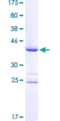 SDS-Page: Recombinant Human IRX6 Protein [H00079190-Q01] - 12.5% SDS-PAGE Stained with Coomassie Blue.