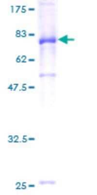 SDS-Page: Recombinant Human IgA1 Protein [H00003493-P02] - 12.5% SDS-PAGE Stained with Coomassie Blue.