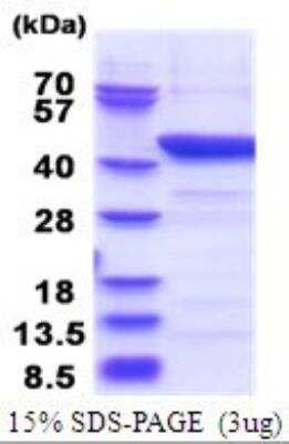 SDS-Page: Recombinant Human Indoleamine 2,3-dioxygenase/IDO Protein [NBP2-51723] - 15% SDS Page (3 ug)