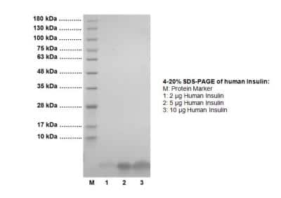 SDS-Page: Recombinant Human Insulin Protein [NBP1-99193] - 2, 5 and 10 ug of human recombinant insulin loaded in each lane under reducing conditions and stained with Comasie blue. Human recombinant insulin has predicted MW of 5.81 KDa.