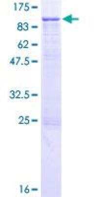SDS-Page: Recombinant Human Integrin beta 7 Protein [H00003695-P01] - 12.5% SDS-PAGE Stained with Coomassie Blue.
