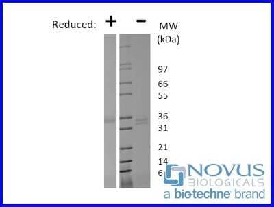 SDS-Page: Recombinant Human Intelectin-1/Omentin Animal-Free Protein [NBP2-76316] - 1 ug in each lane (-) non-reducing conditions and (+) reducing conditions in a 4-20% Tris-Glycine gel.