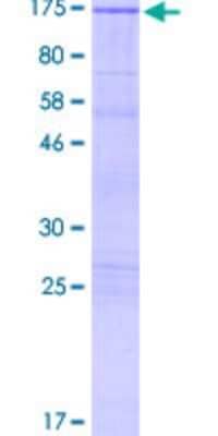 SDS-Page: Recombinant Human JIP2 Protein [H00023542-P02] - 12.5% SDS-PAGE Stained with Coomassie Blue.