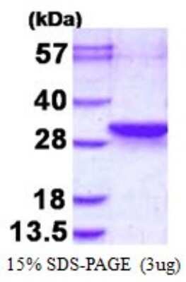 SDS-Page: Recombinant Human LDOC1L Protein [NBP1-98903] - 15% SDS-PAGE (3ug)