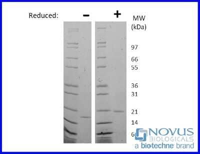 SDS-Page: Recombinant Human LIF Animal-Free Protein [NBP2-76315] - 1 ug in each lane (-) non-reducing conditions and (+) reducing conditions in a 4-20% Tris-Glycine gel.