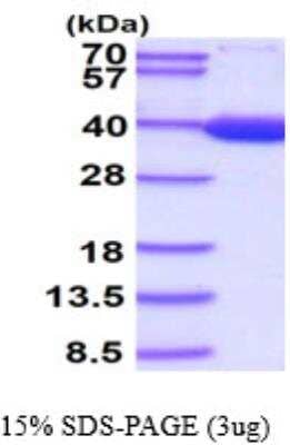 SDS-Page: Recombinant Human Lactate Dehydrogenase B Protein [NBP1-45281] - 15% SDS-Page (3ug)