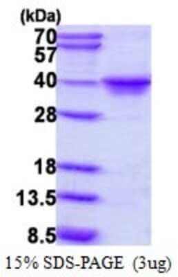 SDS-Page: Recombinant Human MAF1 Protein [NBP1-72440] - 15% SDS-PAGE (3ug)