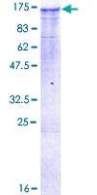 SDS-Page: Recombinant Human MAP3K13 Protein [H00009175-P01] - 12.5% SDS-PAGE Stained with Coomassie Blue.