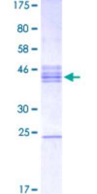 SDS-Page: Recombinant Human MATH2/NEUROD6 Protein [H00063974-Q03] - 12.5% SDS-PAGE Stained with Coomassie Blue.