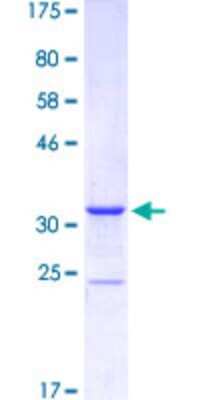 SDS-Page: Recombinant Human MEF2B Protein [H00004207-Q01] - 12.5% SDS-PAGE Stained with Coomassie Blue.