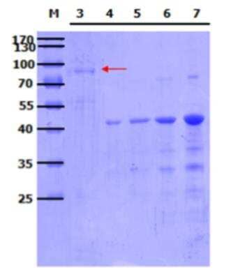 SDS-Page: Recombinant Human MFSD2 Protein [H00084879-P01] - Lane  M: Marker (2ul/lane)Lane 3: GST tagged-Protein non heat-denature (5ul/lane)Lane 4: Crk 0.1ug/laneLane 5: Crk 0.2ug/laneLane 6: Crk 0.5ug/laneLane 7: Crk 1.0ug/lane