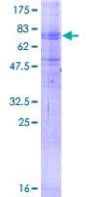 SDS-Page: Recombinant Human MFSD2 Protein [H00084879-P01] - 12.5% SDS-PAGE Stained with Coomassie Blue.