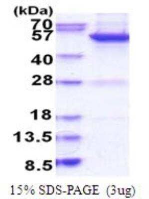SDS-Page: Recombinant Human MINA Protein [NBP2-51814] - 15% SDS Page (3 ug)