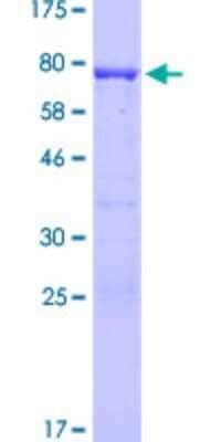 SDS-Page: Recombinant Human MIPOL1 Protein [H00145282-P01] - 12.5% SDS-PAGE Stained with Coomassie Blue.