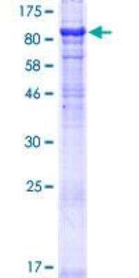 SDS-Page: Recombinant Human MON1A Protein [H00084315-P01] - 12.5% SDS-PAGE Stained with Coomassie Blue.