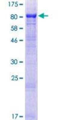 SDS-Page: Recombinant Human MON1B Protein [H00022879-P01] - 12.5% SDS-PAGE Stained with Coomassie Blue.