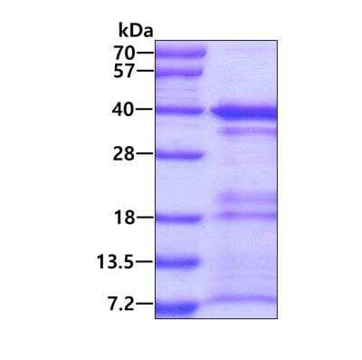 SDS-Page: Recombinant Human MORF4L2 His Protein [NBP1-51057] - 3ug by SDS-PAGE under reducing condition and visualized by coomassie blue stain.