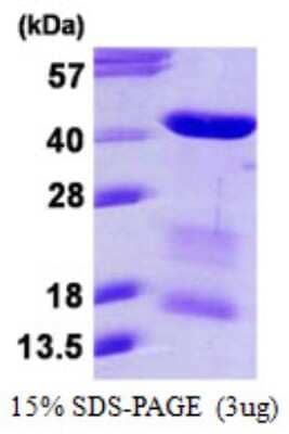 SDS-Page: Recombinant Human MRG15 Protein [NBP1-99031] - 15% SDS-PAGE (3ug)