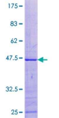 SDS-PAGE Recombinant Human MRPL49 GST (N-Term) Protein