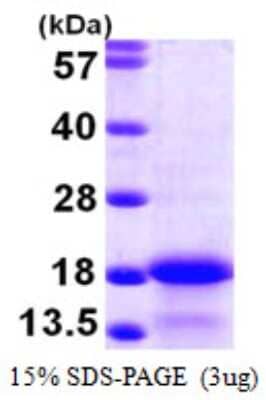 SDS-Page: Recombinant Human MYL6 Protein [NBP1-51029] - 15 % SDS-PAGE (3ug)