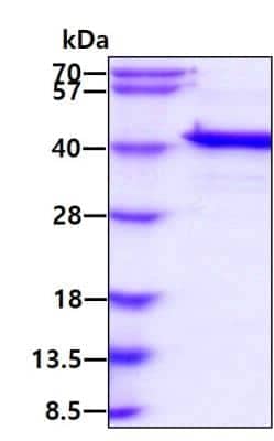 SDS-PAGE Recombinant Human Mcl-1 His Protein